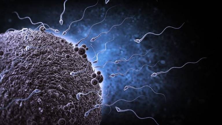 Uma concentração menor de espermatozoides se traduz em uma maior dificuldade de concepção