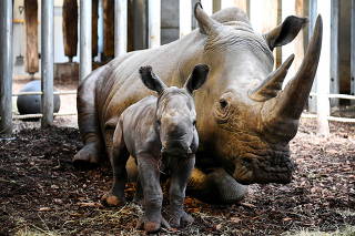 The Royal Burgers' Zoo welcomed a newly-born white rhinoceros in Arnhem