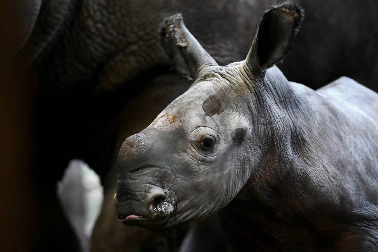 Bebê rinoceronte nasce em zoológico da Holanda no Domingo de Páscoa