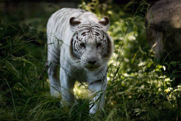 Tigres brancos são transferidos para os EUA