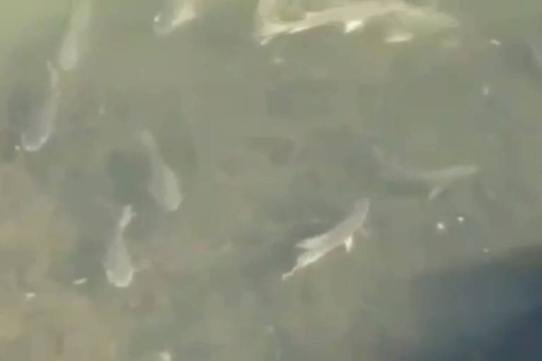 Peixes foram vistos nadando no rio Pinheiros, imagens foram gravadas por ciclistas
