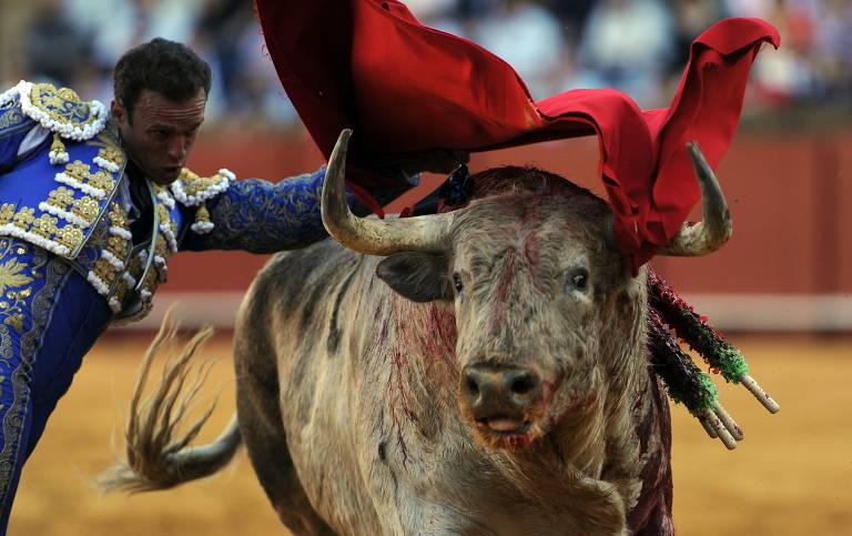 O que acontece com os touros que morrem nas touradas da Espanha? - Mega  Curioso