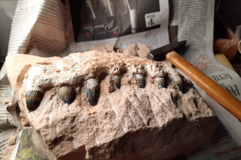 Fósseis de dinossauros são achados durante construção de pedágio em rodovia no interior de SP