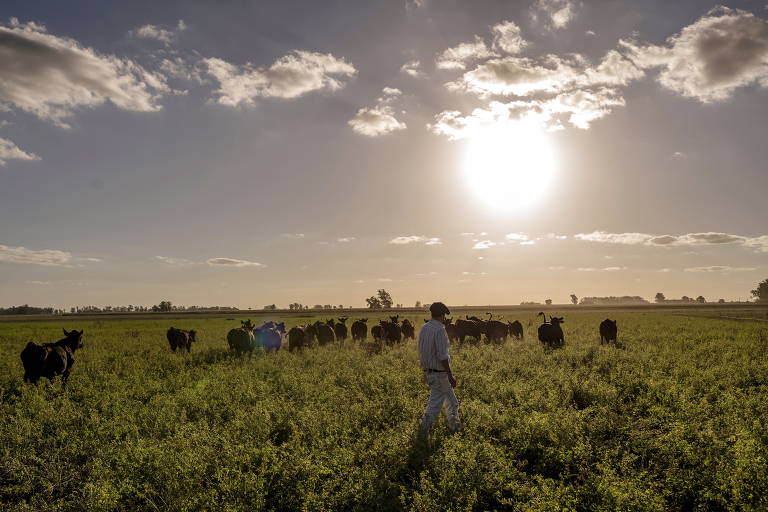 Martín Palazón caminha em um campo de sua fazenda onde planta soja, milho e trigo, além de criar gado, em San Pedro, na Argentina. "Você gasta mais tempo preenchendo planilhas para o governo do que produzindo", diz ele