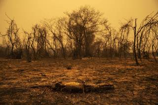 Jacaré queimado no Pantanal (MT)