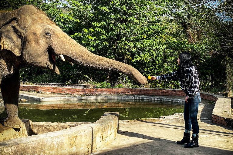 'Cher e o Elefante Solitário' mostra luta da atriz e cantora para salvar o animal na Ásia