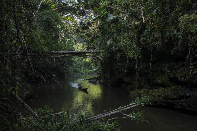 No momento mais crítico da Amazônia, é urgente lutar por sua conservação