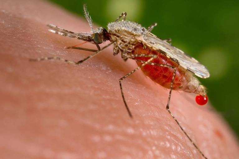 O mosquito do gênero Anopheles, principal vetor do parasito que causa malária