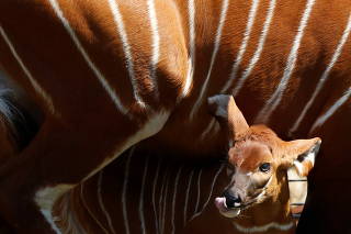 A newborn mountain bongo, the largest of African forest antelopes, is seen in the Warsaw Zoo