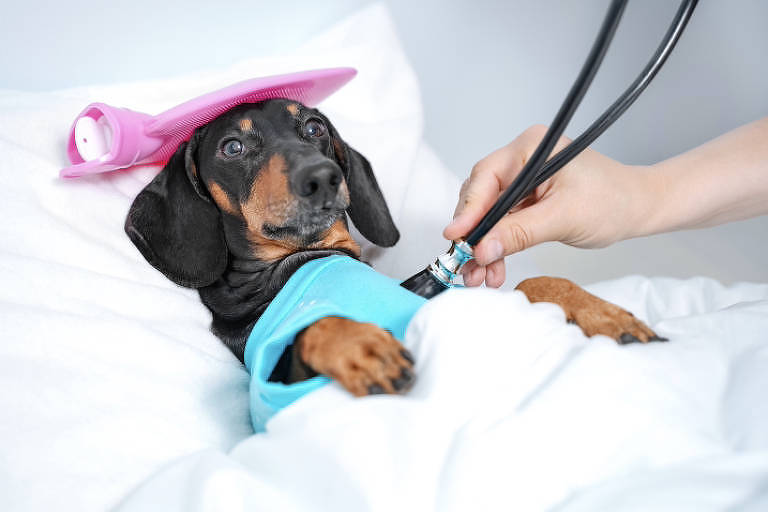 cachorro veterinario