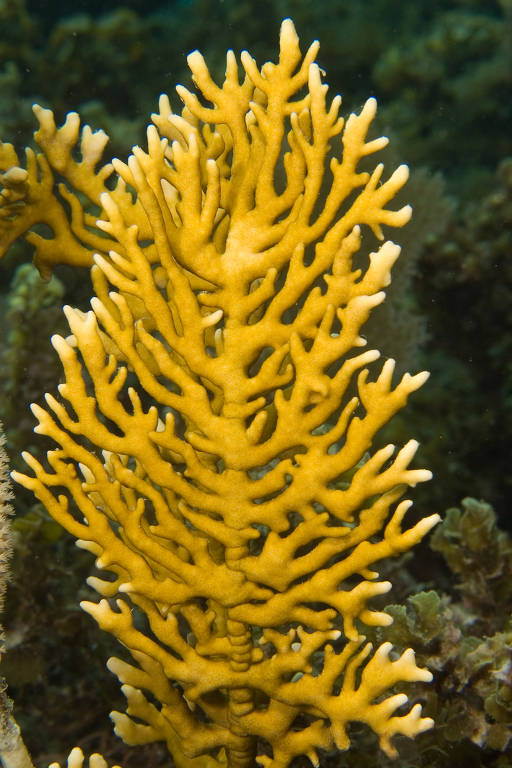 Corais são recuperados e replantados