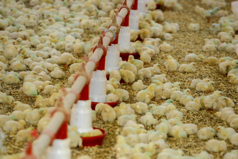 Veto da Arábia Saudita a exportadores de frango do Brasil pode gerar perda de até US$ 500 milhões