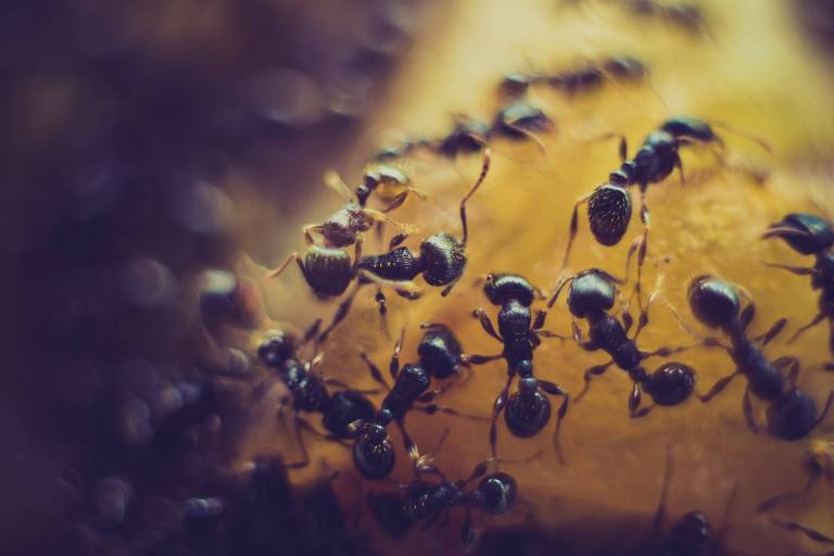 Formigas podem 'farejar' células cancerígenas, indica novo estudo
