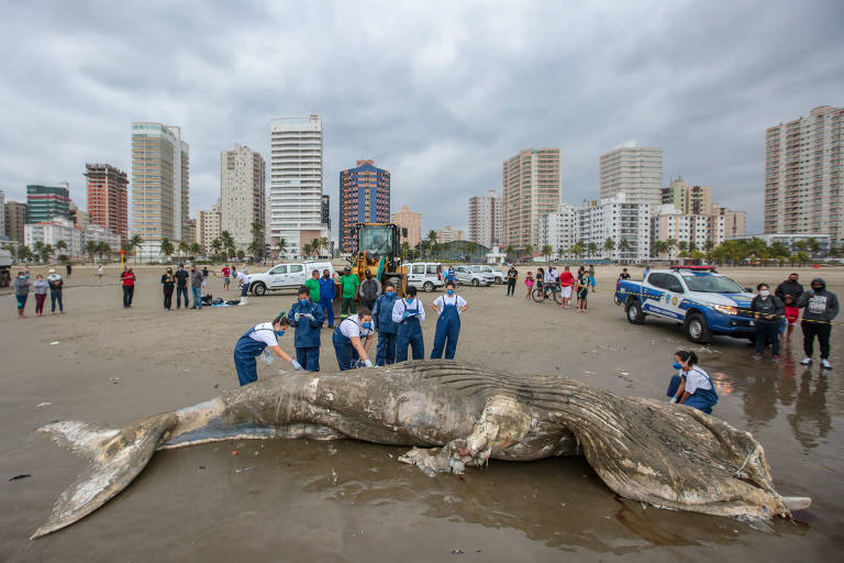 Baleia jubarte de 7 metros é encontrada morta no litoral de SP
