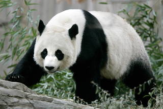 FILE PHOTO: Giant panda Mei Xiang walks in her enclosure at the National Zoo in Washington