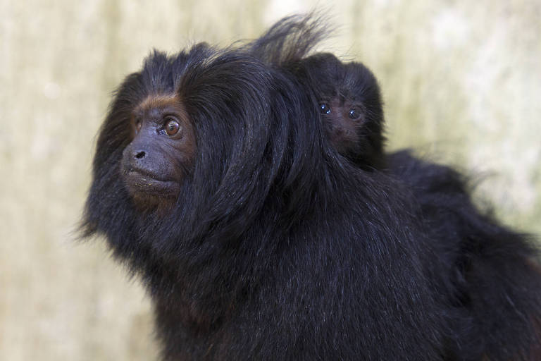  O mico-leão-preto é uma espécie ameaçada; no Zoológico SP, há seis indivíduos em exposição