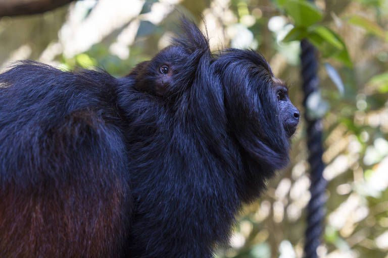  O mico-leão-preto é uma espécie ameaçada; no Zoológico SP, há seis indivíduos em exposição