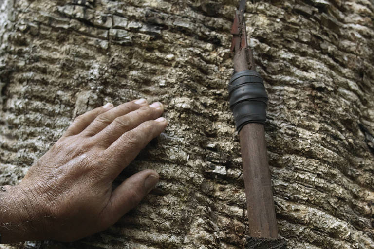 Extração de borracha na comunidade Curralinho (Acre), que faz parte da cadeia de fornecedores da Vert, fabricante franco-brasileira de tênis