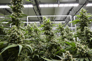 Marijuana two weeks from harvest at an indoor facility operated by TerrAscend in Boonton, N.J., May 7, 2021. (Mohamed Sadek/The New York Times)