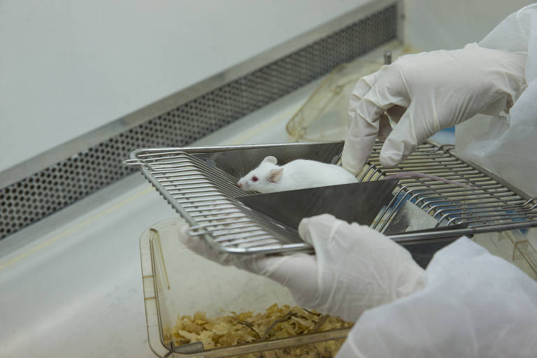 Mãos com luva manuseiam rato branco em laboratório 