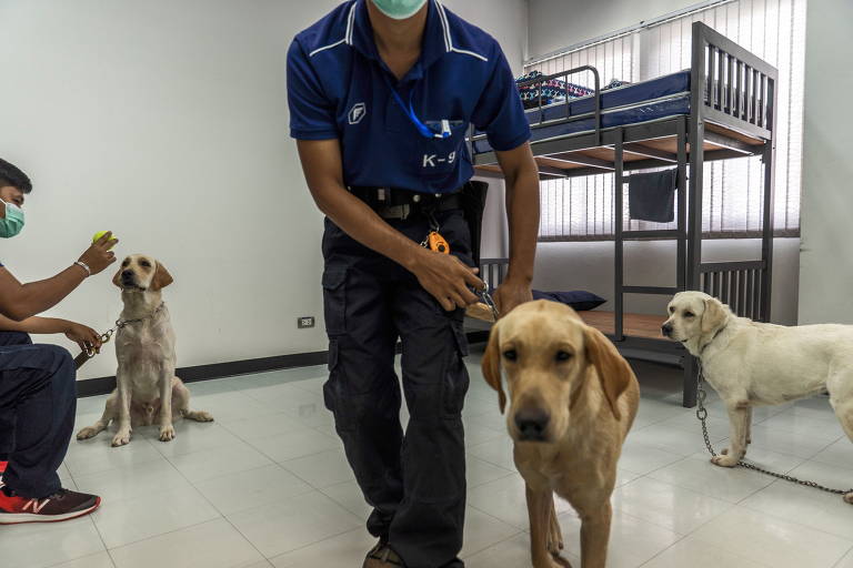 Labradores são treinados para detectar Covid-19 pelo faro