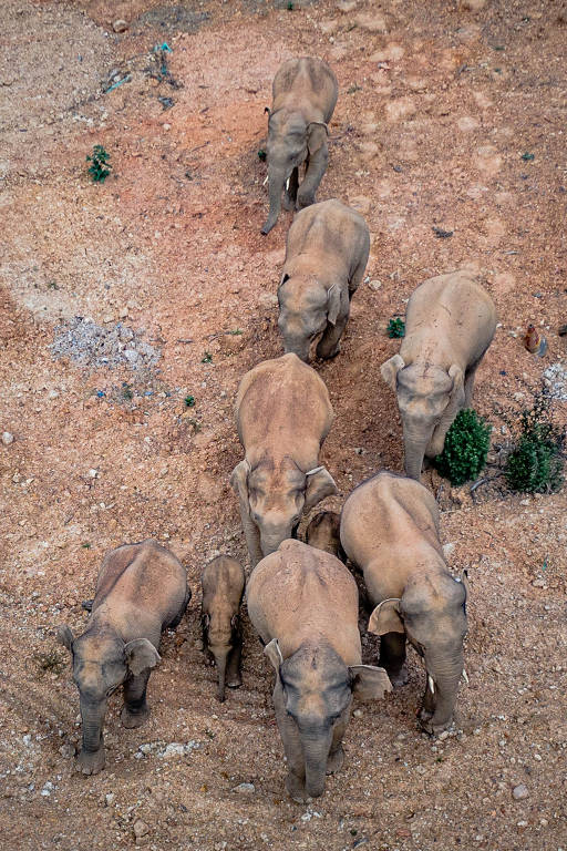 Manada de elefantes deixa rastro de destruição na China
