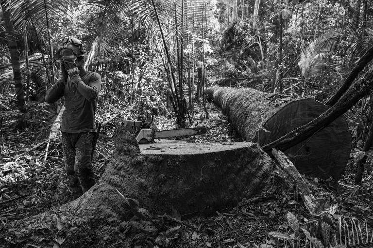 Equipe madeireira legal descansa após derrubar um pequi na Floresta Nacional do Jamari, em Rondônia; a falta de monitoramento dos órgãos ambientais e a consequente facilidade de extração ilegal de madeira, mesmo em áreas protegidas, tem impossibilitado a formação de uma economia florestal legal e sustentável que ajude a manter a floresta em pé