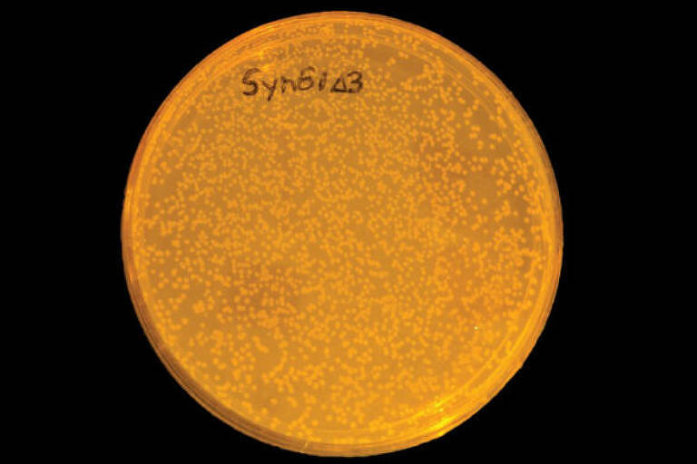 A bactéria Syn61 foi reprogramada pelos cientistas