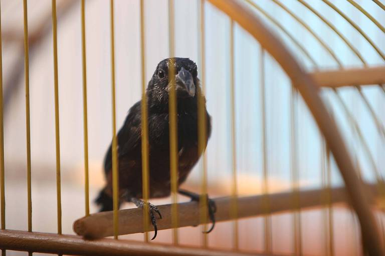 Pássaro curió preto dentro da gaiola