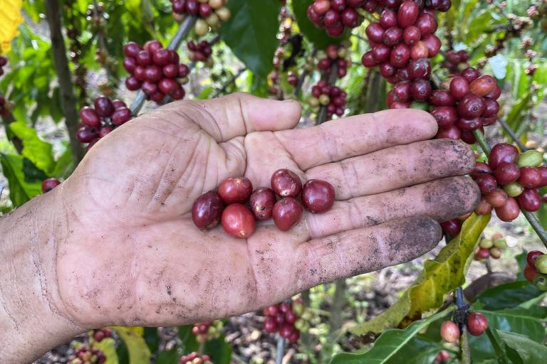 Produtora de café orgânico é condenada a pagar R$ 105 mil por danos morais a trabalhadores