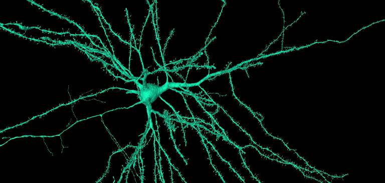 Neurônio piramidal digitalizado na plataforma Neuroglancer