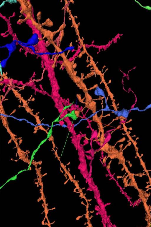Sinapses digitalizadas na plataforma Neuroglancer
