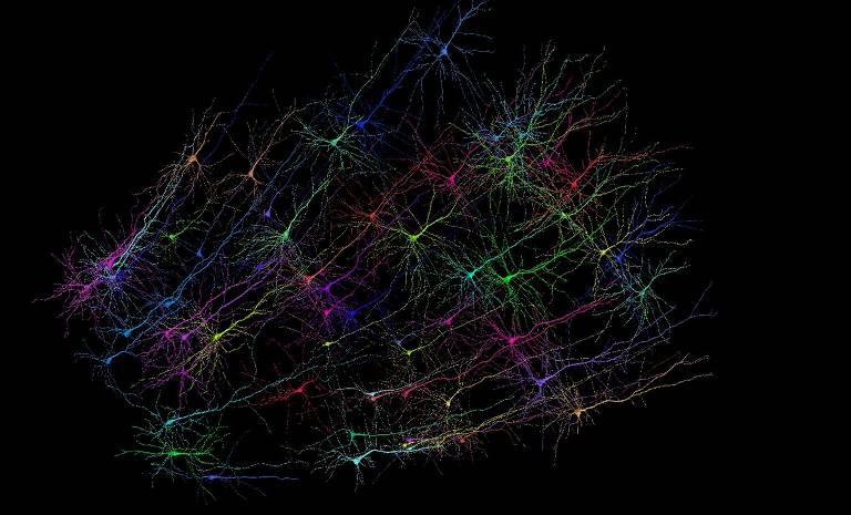 Neurônios piramidais digitalizados na plataforma Neuroglancer