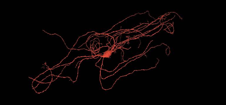 Interneurônio digitalizado na plataforma Neuroglancer