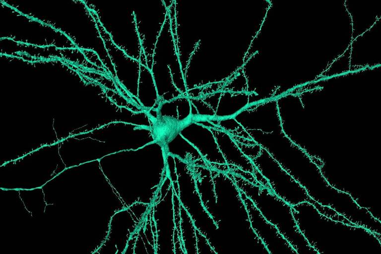 Neurônio piramidal digitalizado na plataforma Neuroglancer