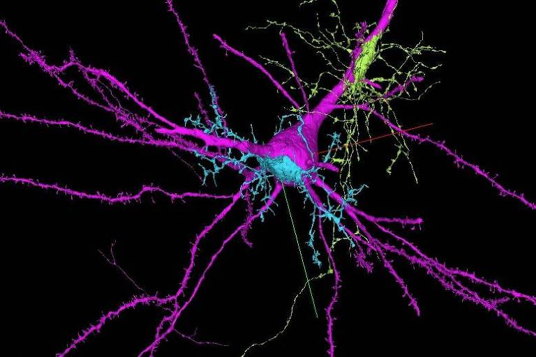 Mapa do cérebro na plataforma Neuroglancer