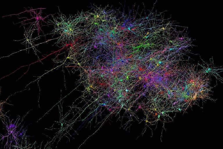 Mapa do cérebro na plataforma Neuroglancer