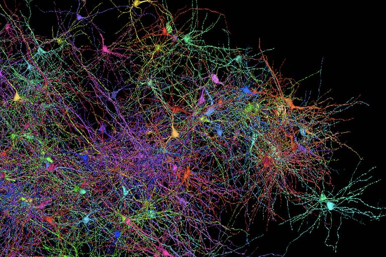 Mapa permite ver detalhes do cérebro humano