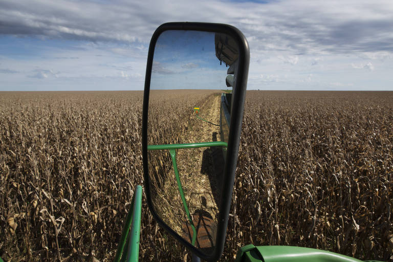 Espelho retrovisor de trator mostra o campo cheio de pés de milho