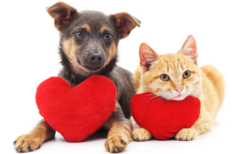 Cat and dog with red hearts. cachorro