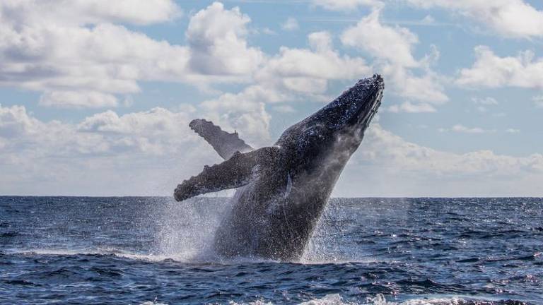 A incrível história do pescador que sobreviveu após ser 'engolido' e cuspido por uma baleia