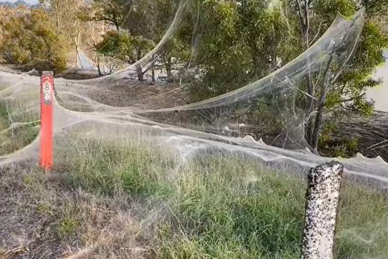Por que teias de aranha estão dominando a paisagem na Austrália