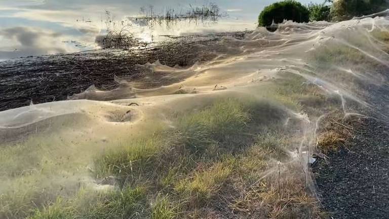 Por que teias de aranha estão dominando a paisagem na Austrália