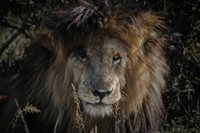 Imagens do leão Scarface