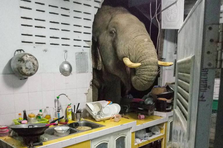 Elefante quebra parede de cozinha em busca de comida na Tailândia