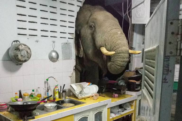 Elefante procurando comida na cozinha de uma casa em Pa La-U, na Tailândia