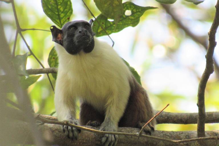 Sagui - Espécie de Macaco - Animais - InfoEscola