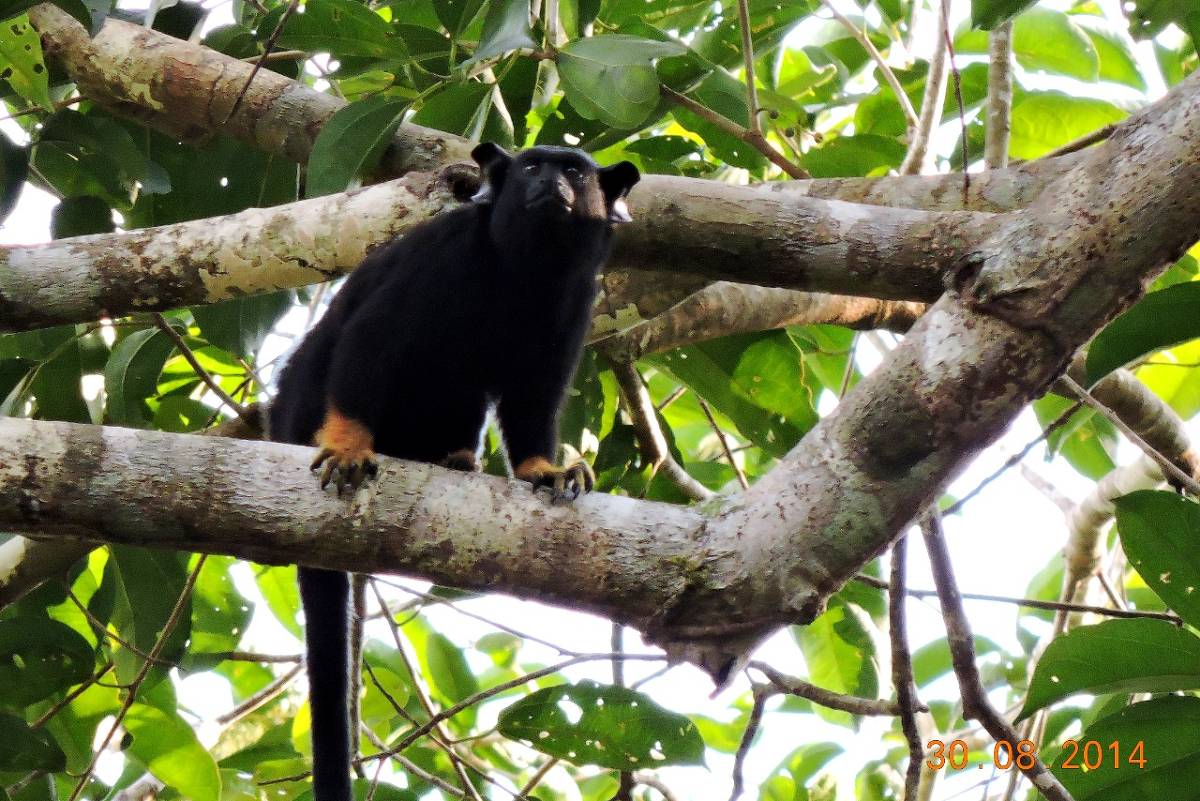 Morador de Ubatuba (SP) faz sessão de fotos com macacos saguis e viraliza  nas redes sociais