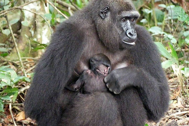O primeiro nascimento de gorilas reconstituídos e nascidos em cativeiro! A bebê de planície ocidental gorilla nasceu nas belas florestas do inovador projeto de reintrodução de gorilas no Parque Nacional do Platô Batéké