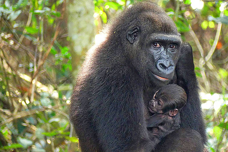 O primeiro nascimento de gorilas reconstituídos e nascidos em cativeiro! A bebê de planície ocidental gorilla nasceu nas belas florestas do inovador projeto de reintrodução de gorilas no Parque Nacional do Platô Batéké